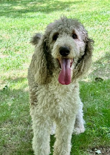 Father of the puppies, Sir Kirby, our standard poodle
