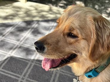 Daisy is a very sweet golden!