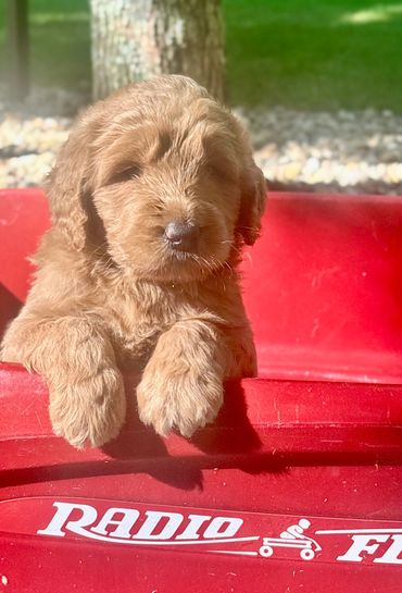Puppies are expected to have a variety of light and medium brown wavy coats -white paws and chest