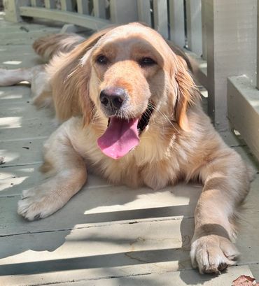 Mother of the puppies, Daisy Mae, our petite golden retriever