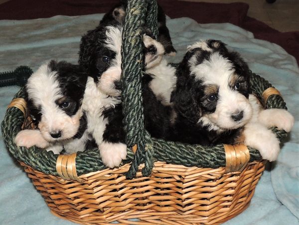 Bernedoodle goldendoodles puppies bernedoodle bernedoodle puppies for sale Massachusetts MA