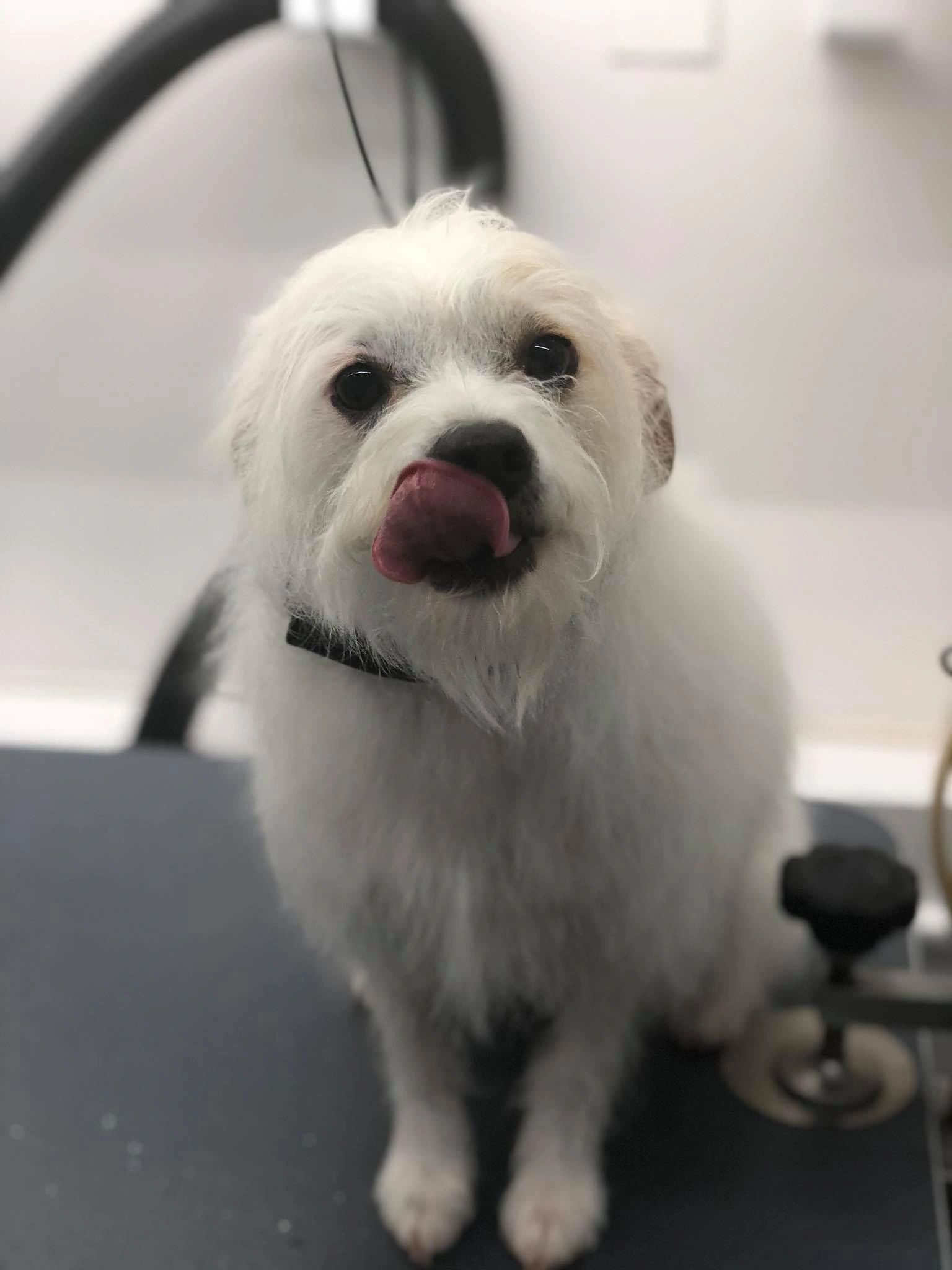 mobile dog grooming cypress tx hartshornscarboro99