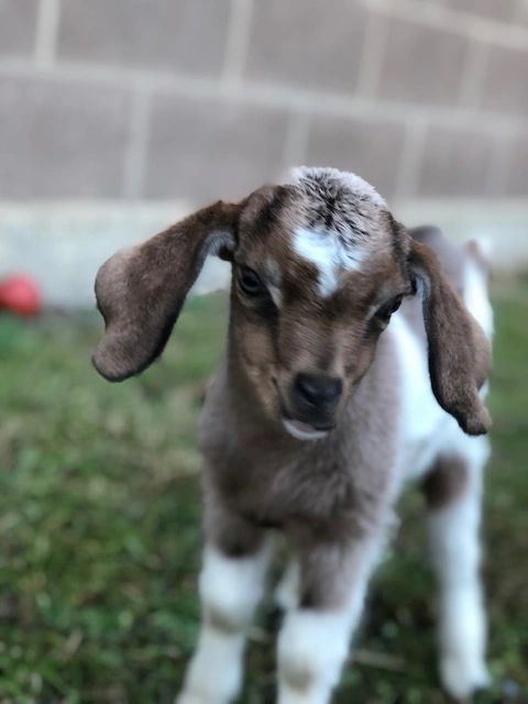 Gem our first 2020 goat kid born to our foundation doe - Thelma. She really is a Gem!