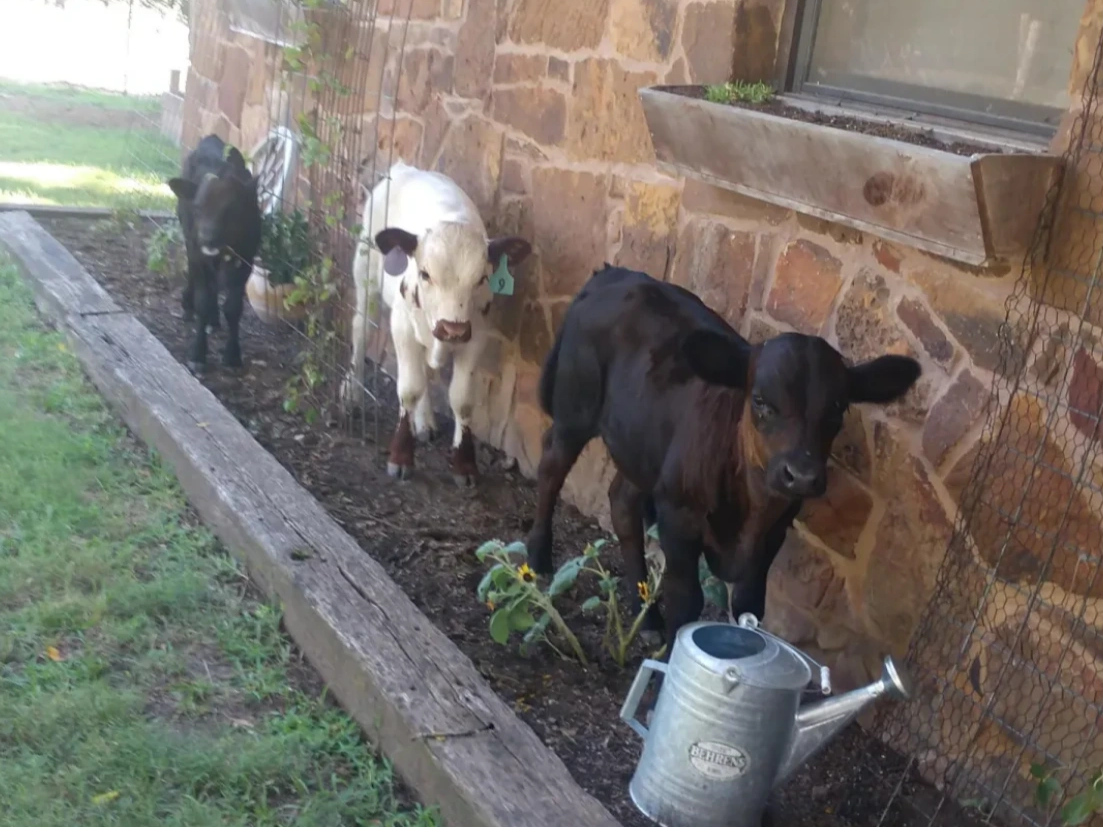 Calves playing in the Garden