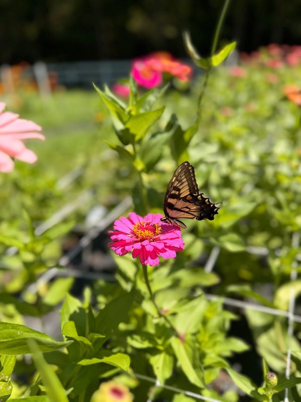 Butterfly perched on a bright pink flower in a garden.