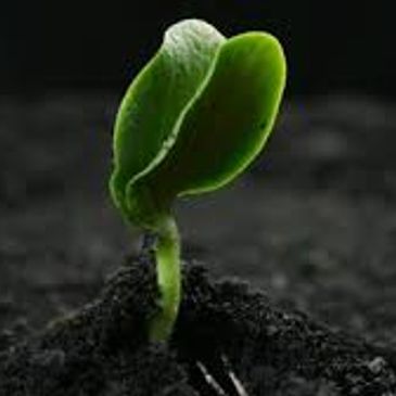sprout