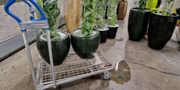 Expert indoor plant design, service & maintenance in Los Angeles since 1980