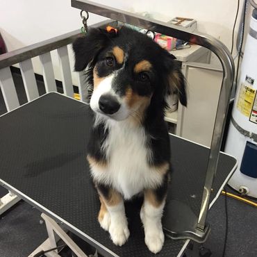 groom bath clip hair nails fur puppy puppies dog daycare