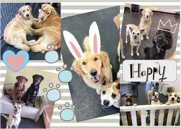 dog daycare puppy puppies groom bath boarding