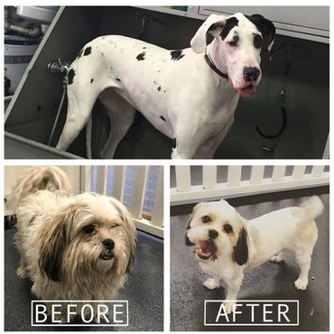 groom bath clip hair nails fur puppy puppies dog daycare