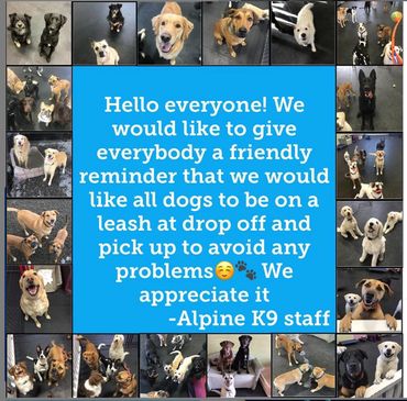 groom bath clip hair nails fur puppy puppies dog daycare