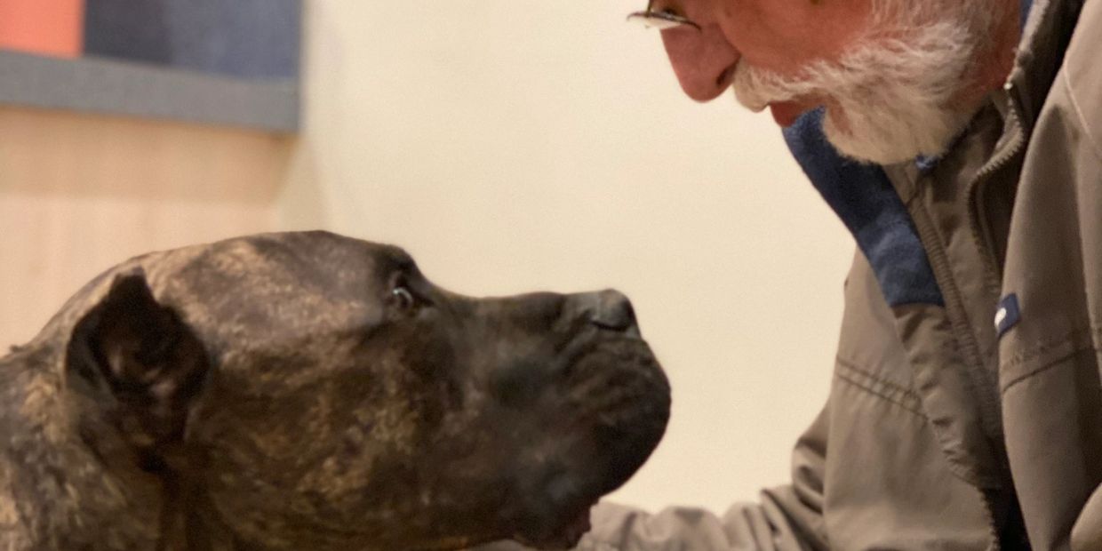 Presa Canario mastiff dog looking into his owners eyes.