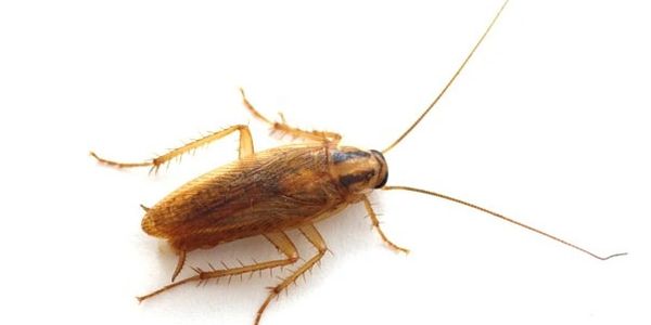 German Cockroach