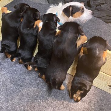 Puppies Looking at Momma