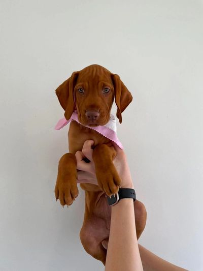 Small brown puppy held up by hands.