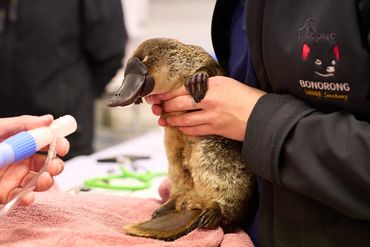 Bonorong Wildlife Sanctuary
