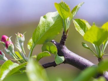 Photo of a tree's branch.
