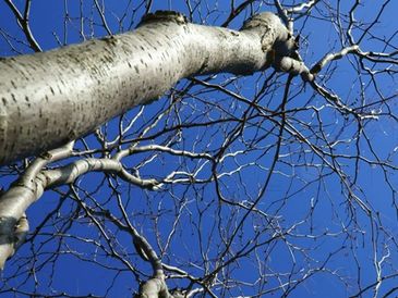 Photo of a tree seen from below.