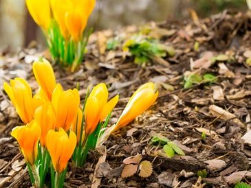 Photo of yellow/orange flowers.