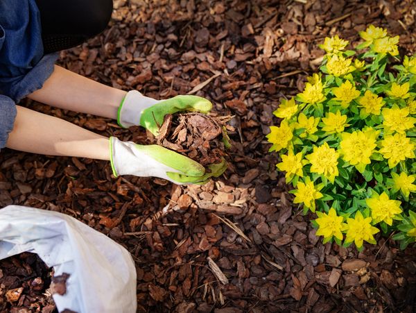 Gardener mulch flower bed with pine bark mulch.