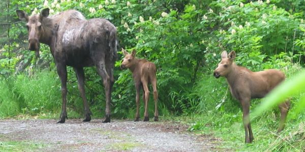 Mama moose with two calves