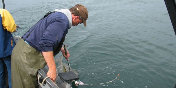 Captain Greg gaffing a halibut