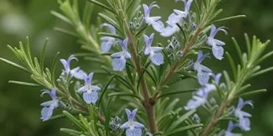 Rosemary plant with small purple flowers.