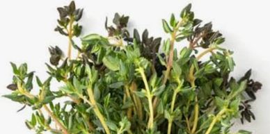 Fresh thyme herb bunch.