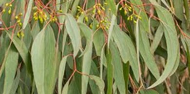 Green eucalyptus leaves with yellow flower buds.
