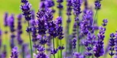 Close-up of purple lavender flowers.