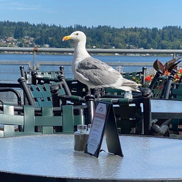 A seagull perched on an outdoor restaurant chair by the waterfront.