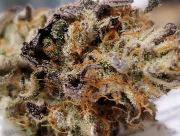 Monkey Mints
