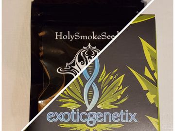 SecretStashSeeds.com 
Holy Smoke / Exotic Genetix