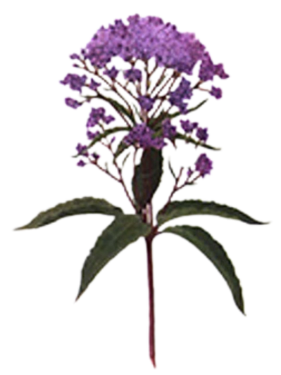 Raindrop Therapy uses a sequence of highly therapeutic organic immune enhancing essential oils.