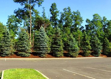 Evergreen tree planting in commercial parking lot