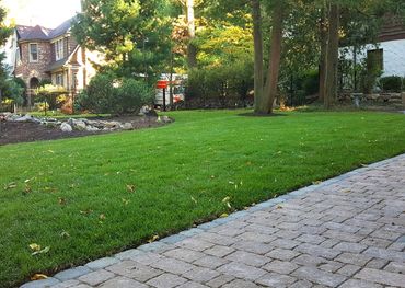 Diseased lawn removed, soil and grounds preparation, new sod installed