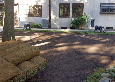 Remove diseased lawn, soil and grounds preparation, new sod installed