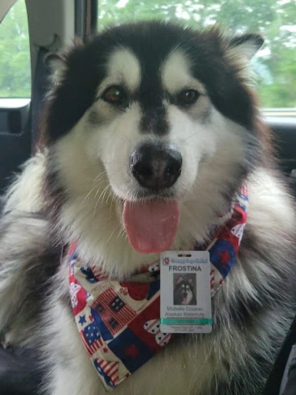 A Black and White Dog Wearing a Red, White, and Blue Bandanna
