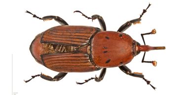 Palmeras afectadas por picudo rojo, red weevil, Rhynchophorus ferrugineus