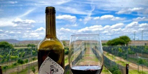 degustación de vinos, catas de vinos, vinos, ruta del vino, viñedos