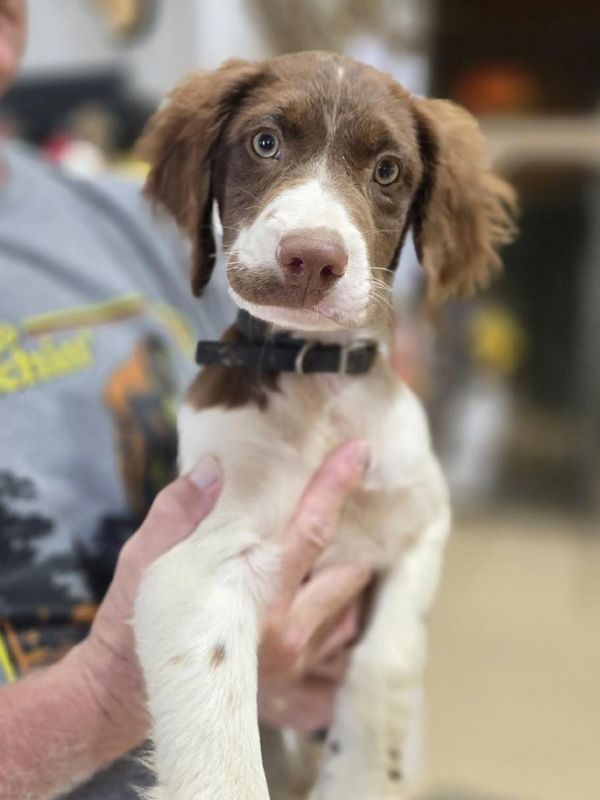 Adorable brown and white puppy being held gently.