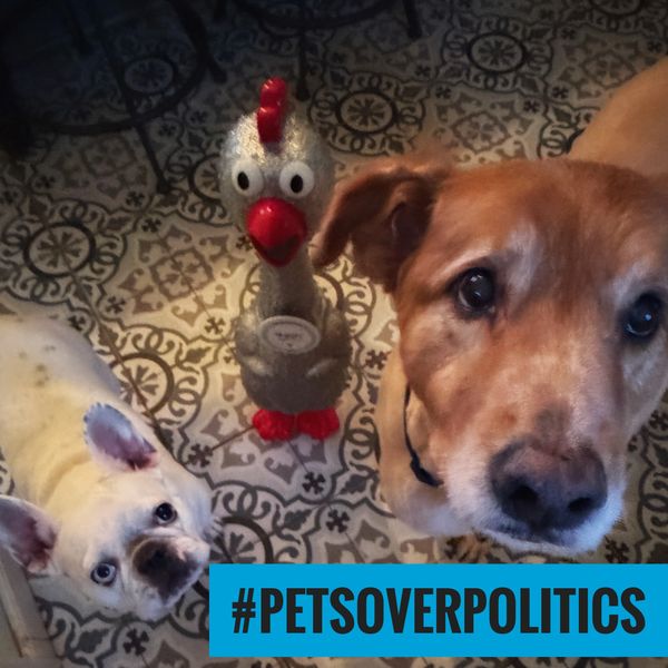Two dogs and a toy chicken with #PetsOverPolitics banner.