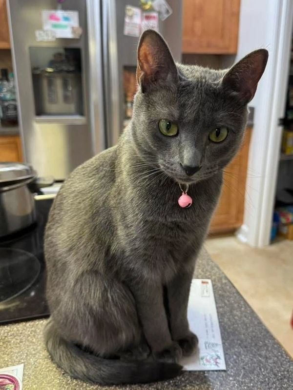 Gray cat with green eyes sitting on a kitchen counter.