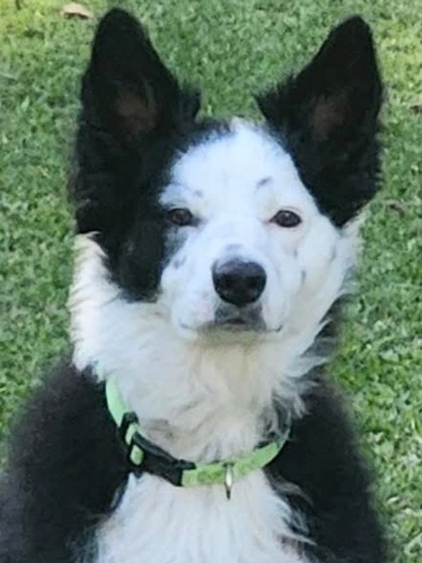 Black and white dog with a green collar.