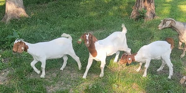 Three Boer goats grazing at Middle Creek Farms, raised for their quality milk used in goat soap