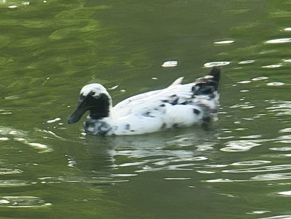 Cayuga duck swimming in pond at Middle Creek Farms, a free range non-GMO farm in central Illinois