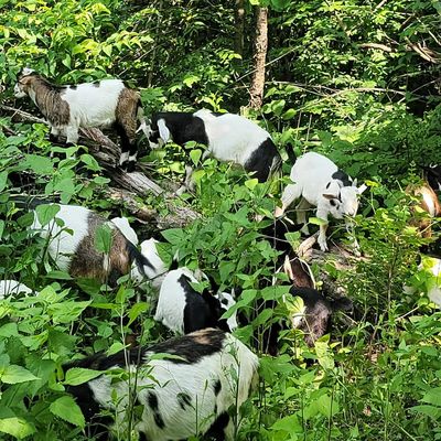 Goats grazing as part of an eco-friendly mowing service, offered by Middle Creek Farms in Clinton IL