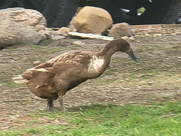 Middle Creek Farms in Clinton, Illinois raises Indian Runner ducks to sell the delectable eggs