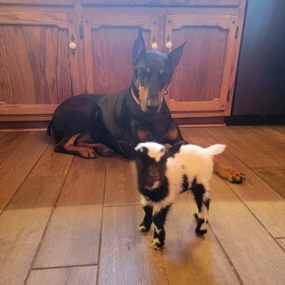 Boo is a Nigerian Dwarf goat who was bottle-fed and raised by Janie Paslaski at Middle Creek Farms