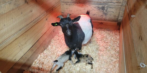 Middle Creek Farms raises Nigerian Dwarf goats, known for their quality milk used for goat milk soap